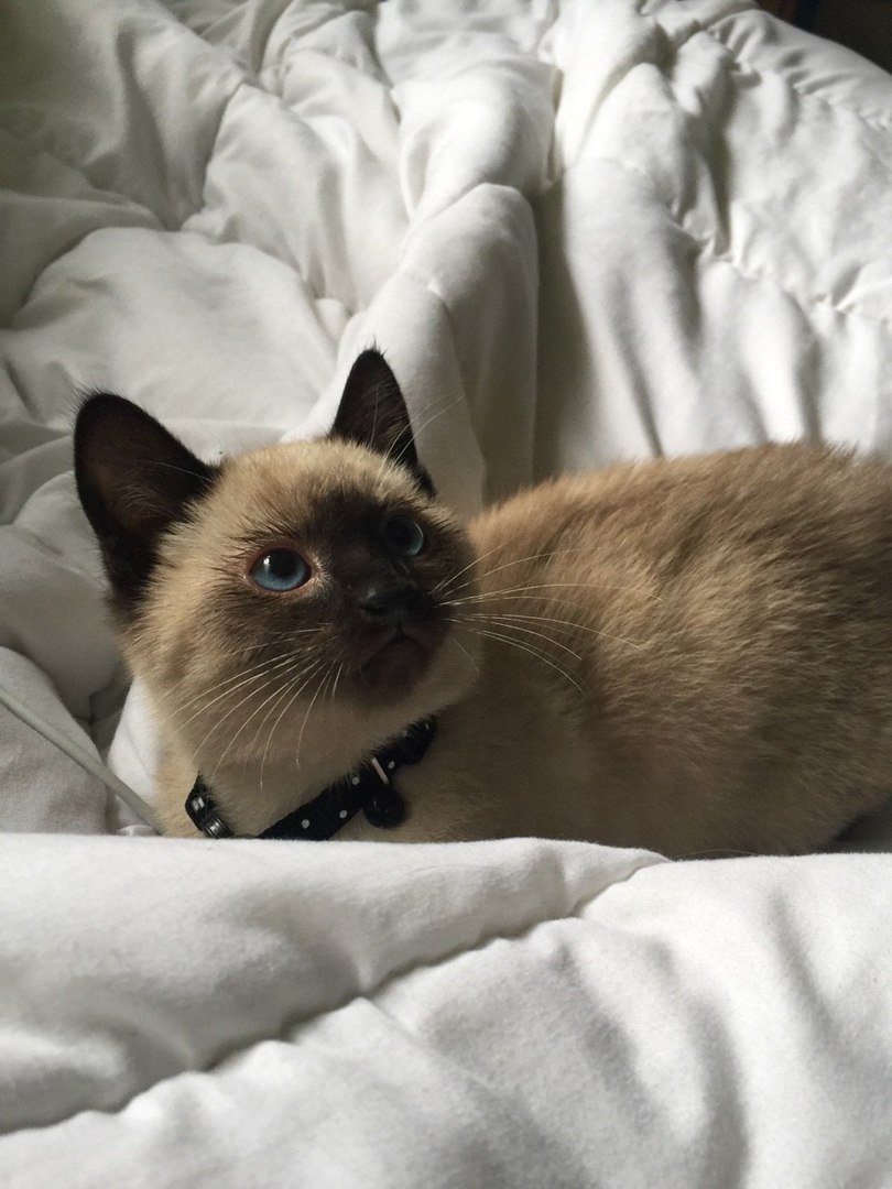 Котенок сил поинт вислоухий