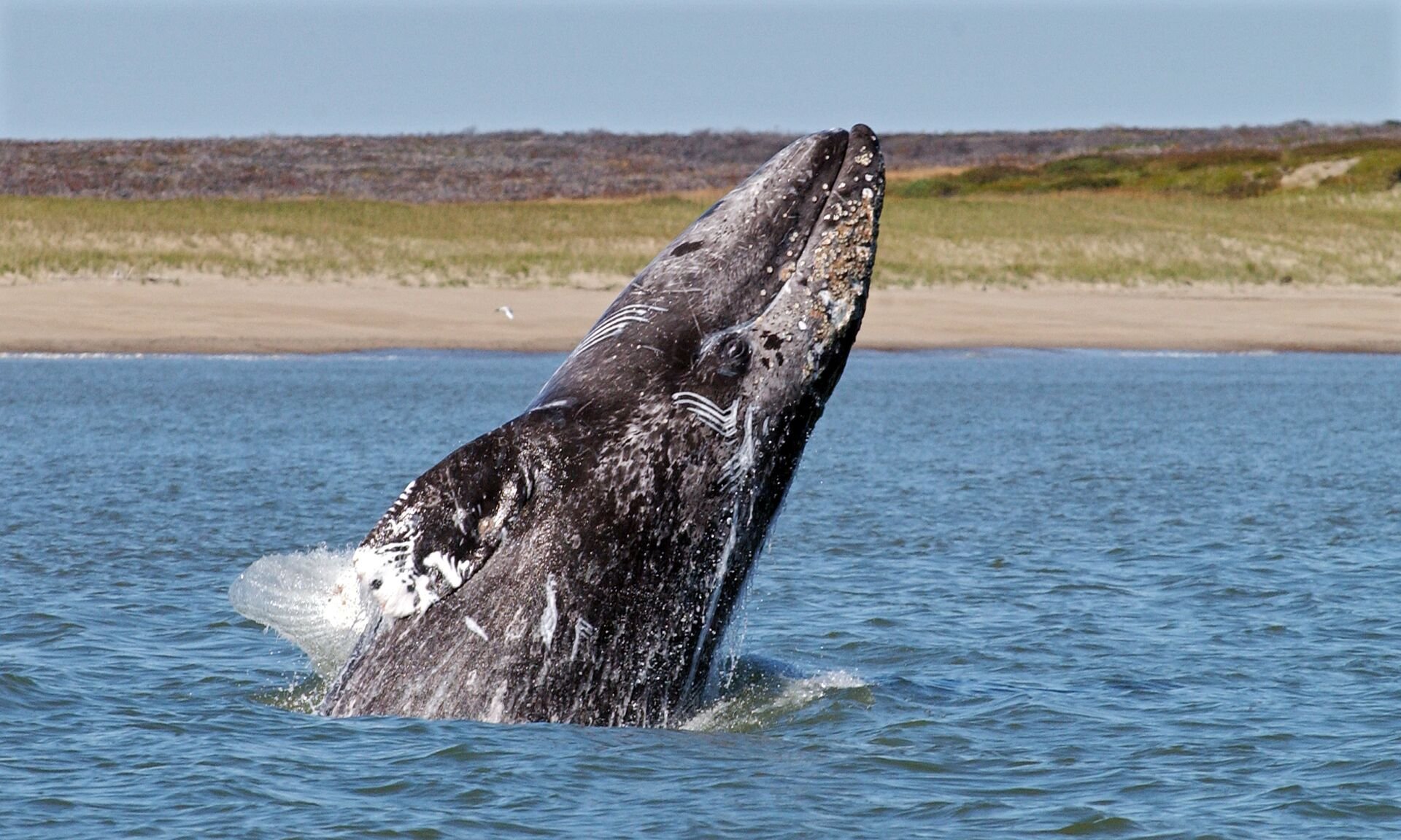 Киты водятся в море. Остров Врангеля серый кит. Серый кит. Серый кит Охотское море.