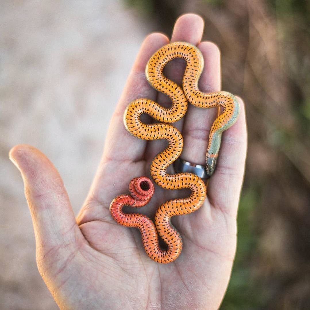 Королевская ошейниковая змея