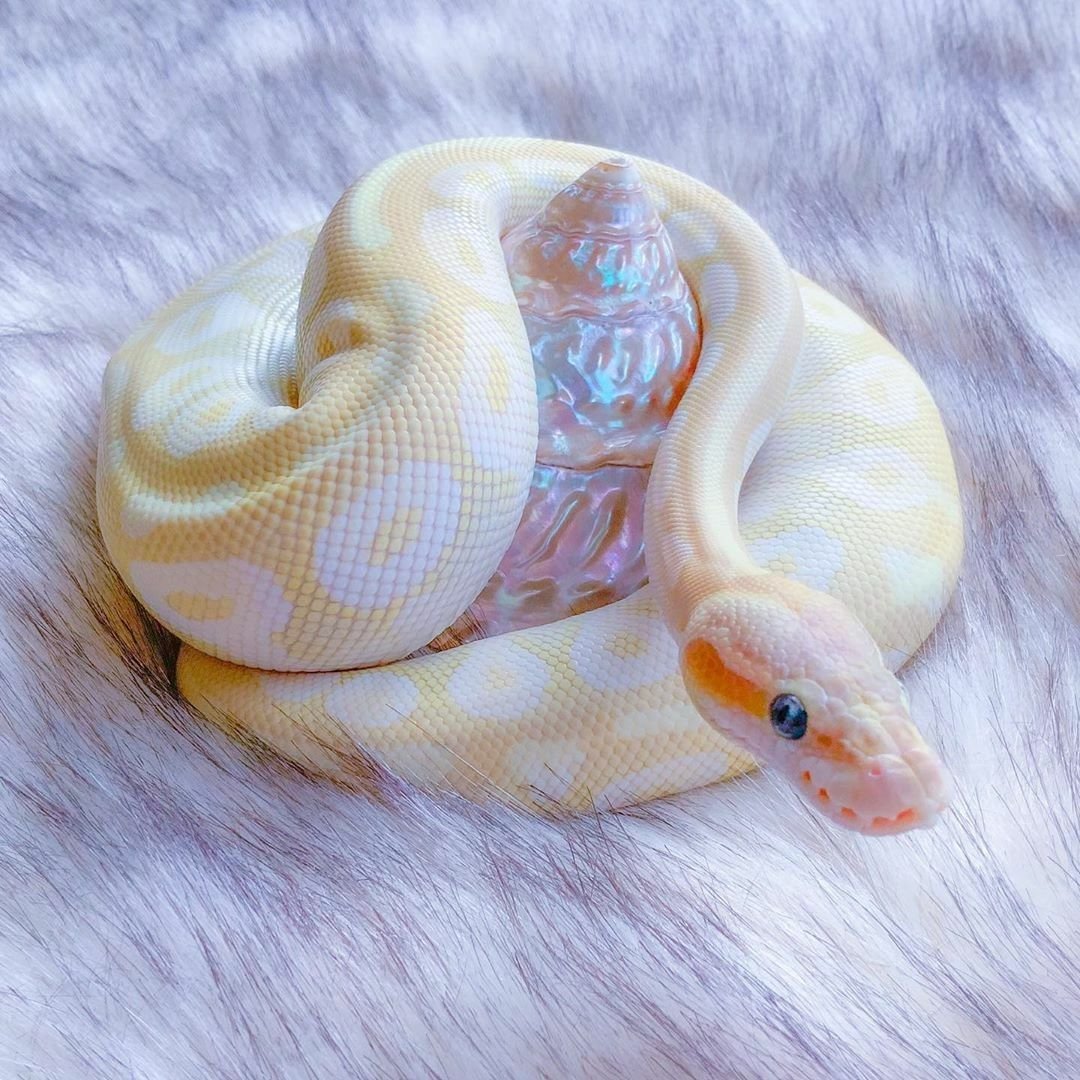 Прямоугольная подушка для шеи змея с чешуей