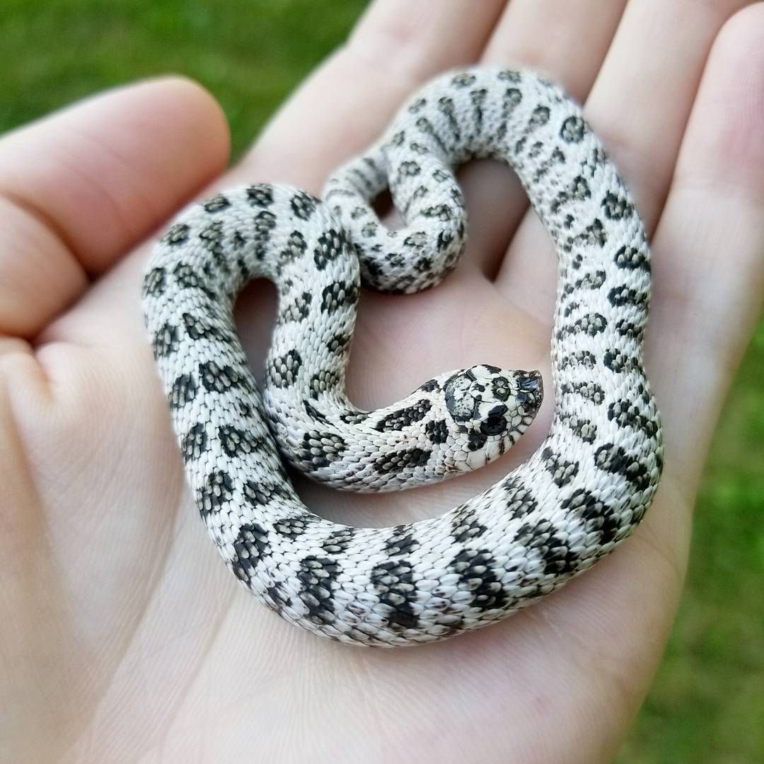 Карликовый полоз