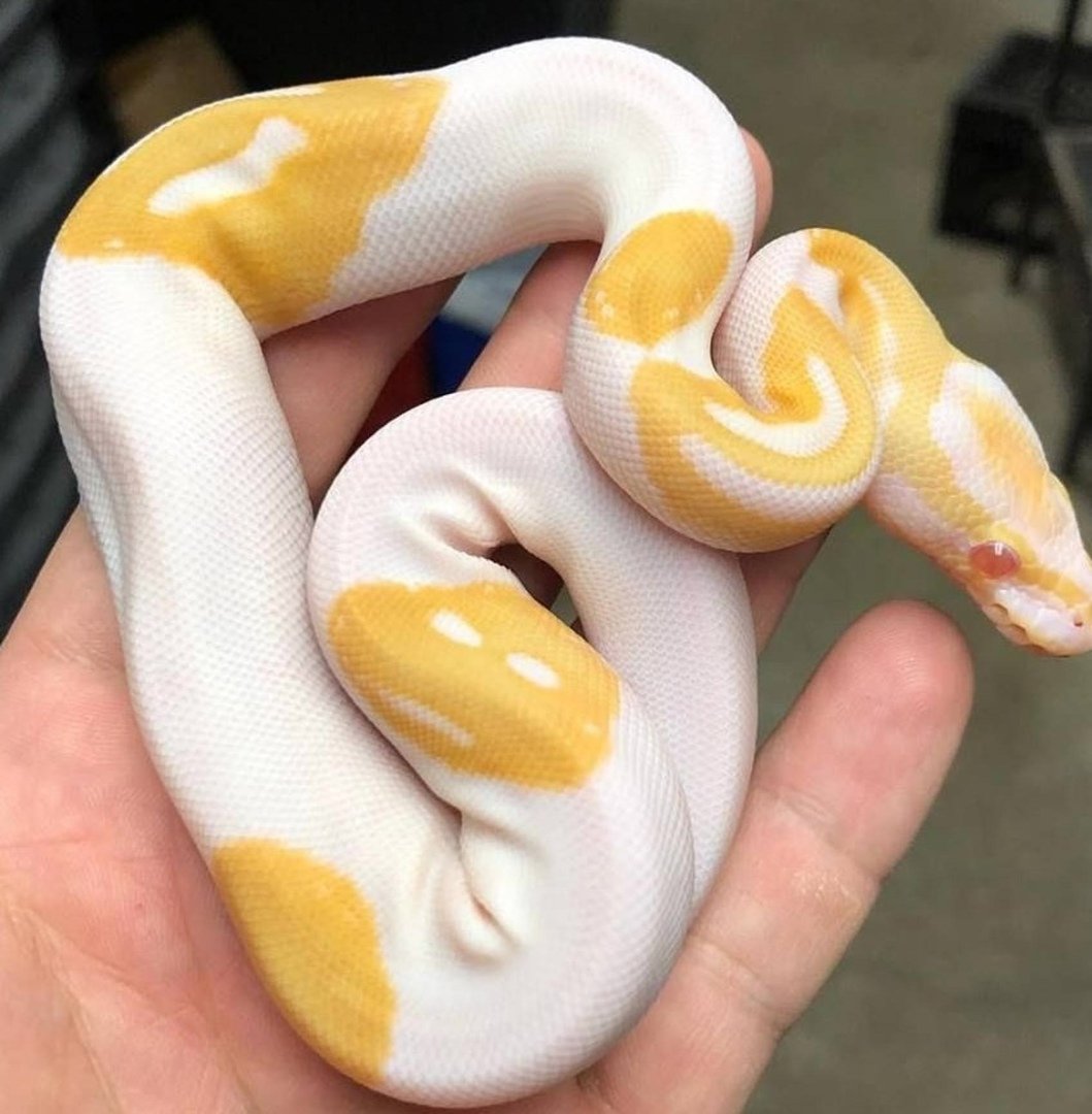 Королевский питон морфы Смайл