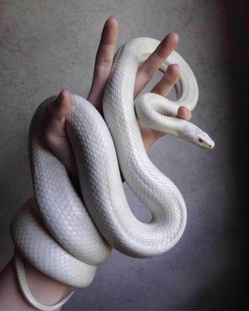 Королевский питон Albino