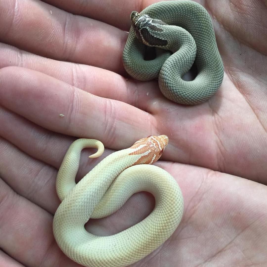 Baby Snake