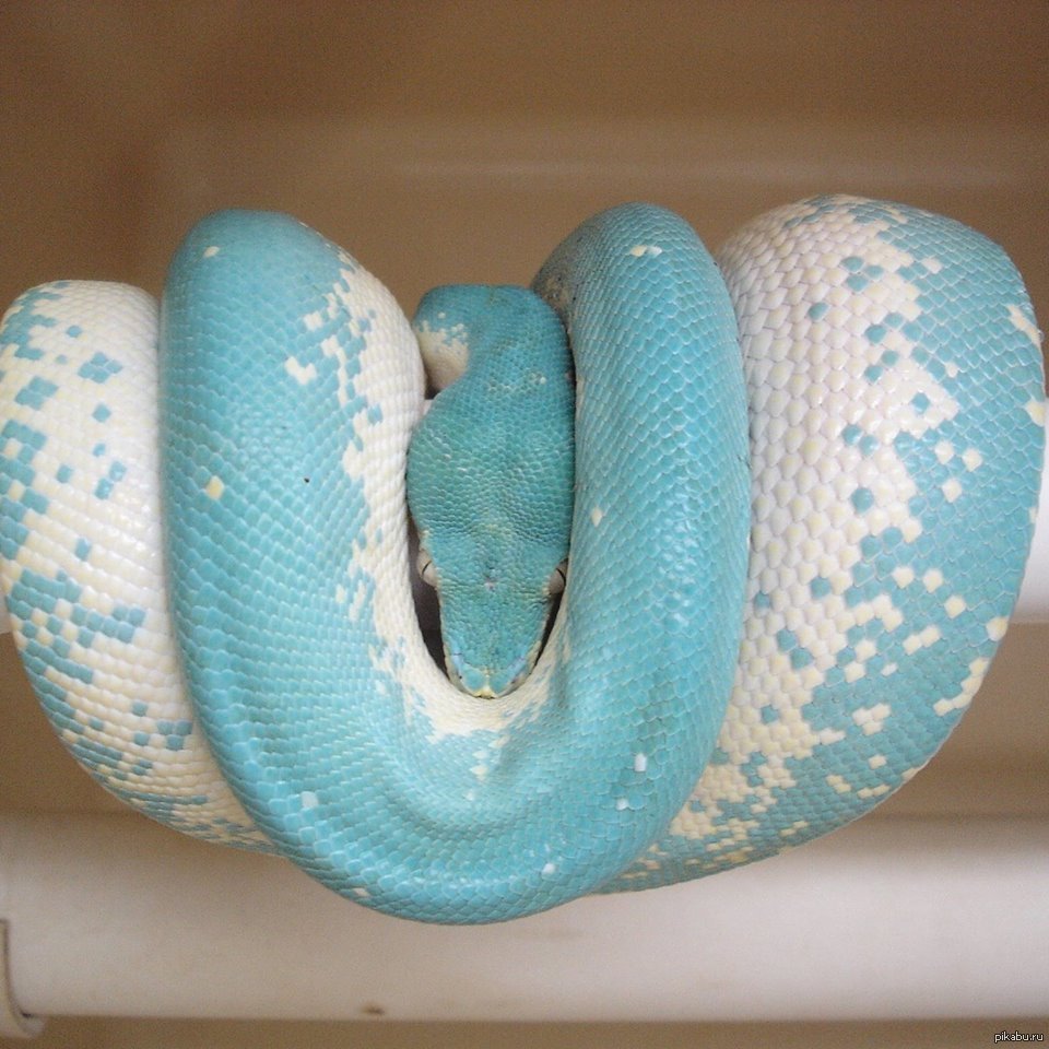 Королевский питон голубой