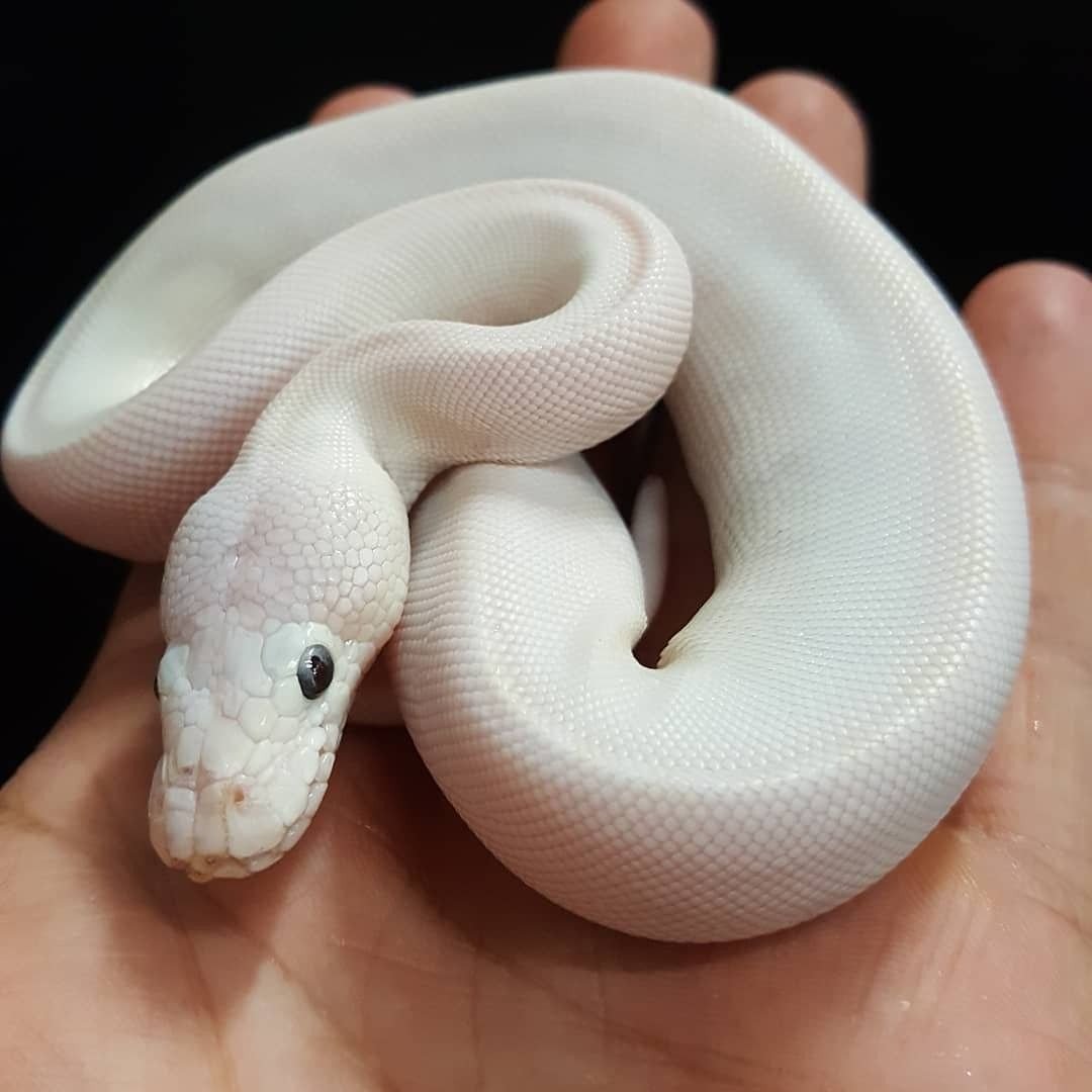 Королевский питон леуцист