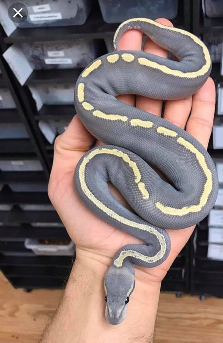 Ghi Mojave Ball Python