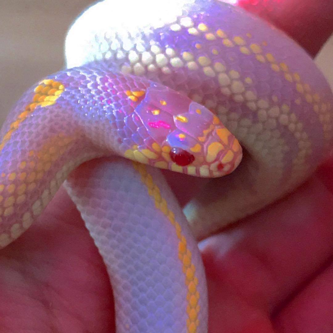 Розово фиолетовая змея