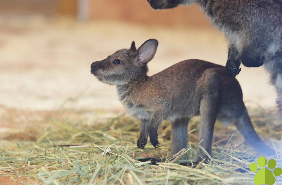 Кенгуру с детенышем