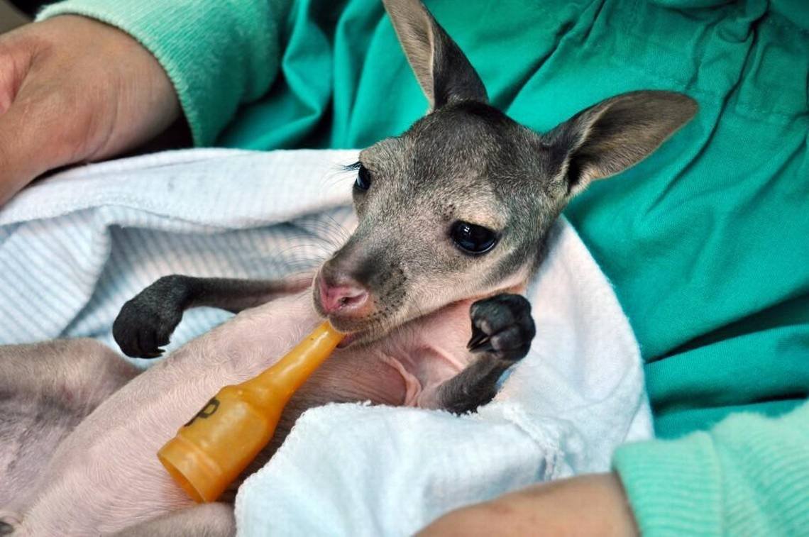 Животные выкармливающие молоком кенгуру