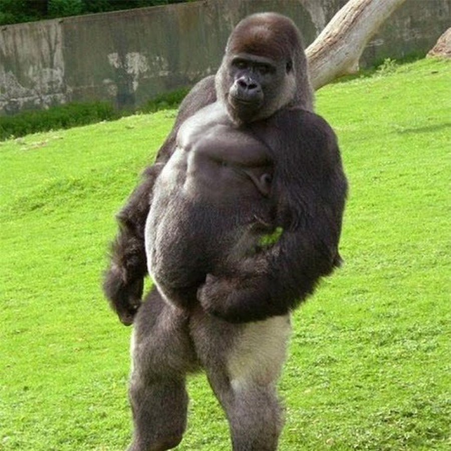 Смешная обезьяна толстая