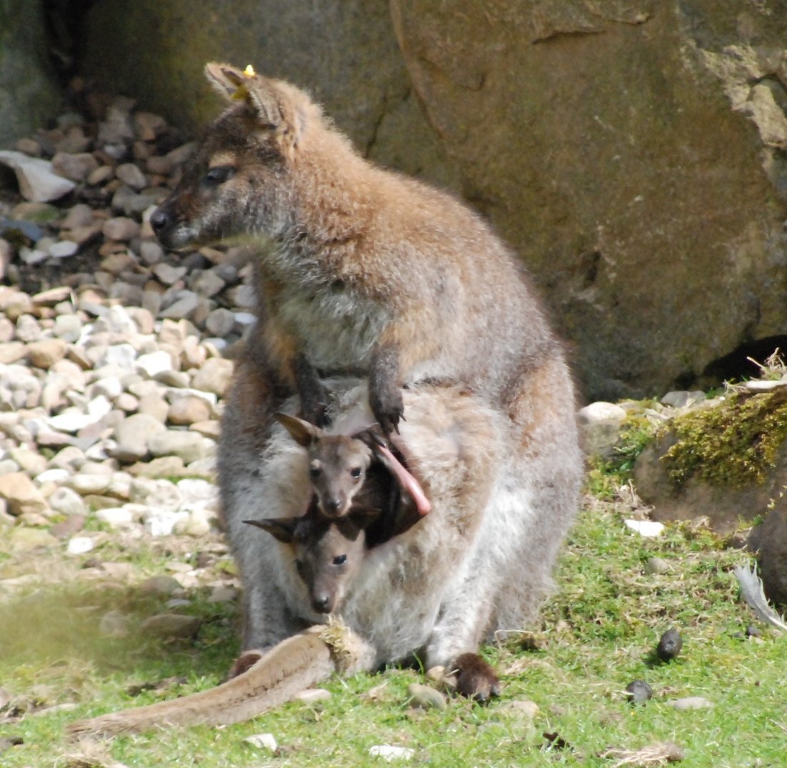 Кенгуру с 2 детенышами