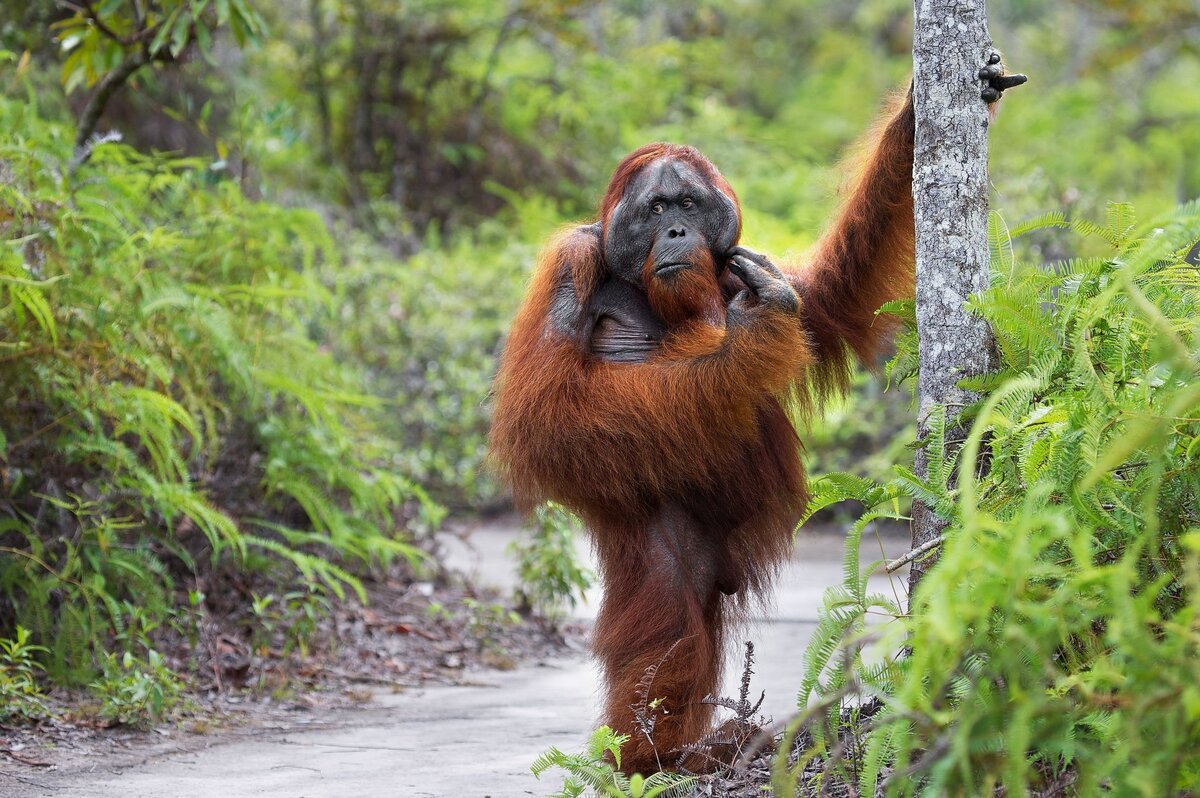 Горилла Макумба