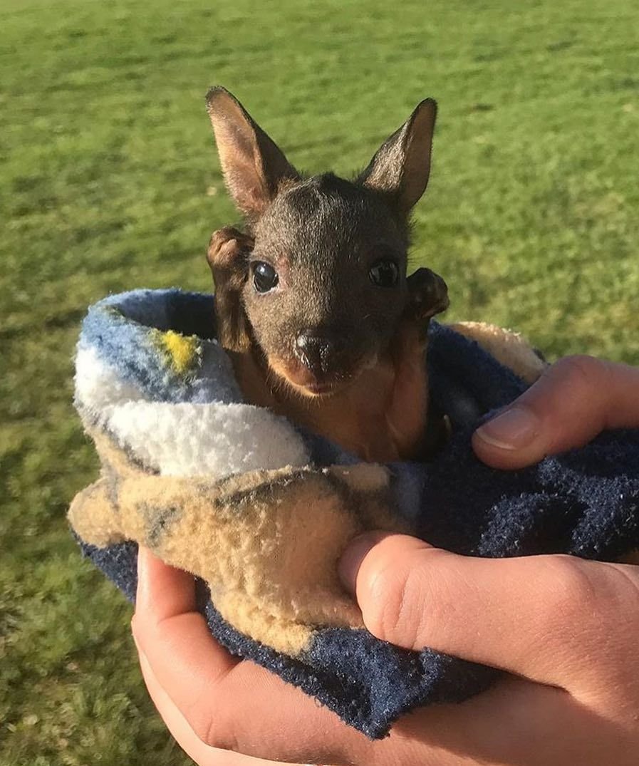 Маленький кенгуру