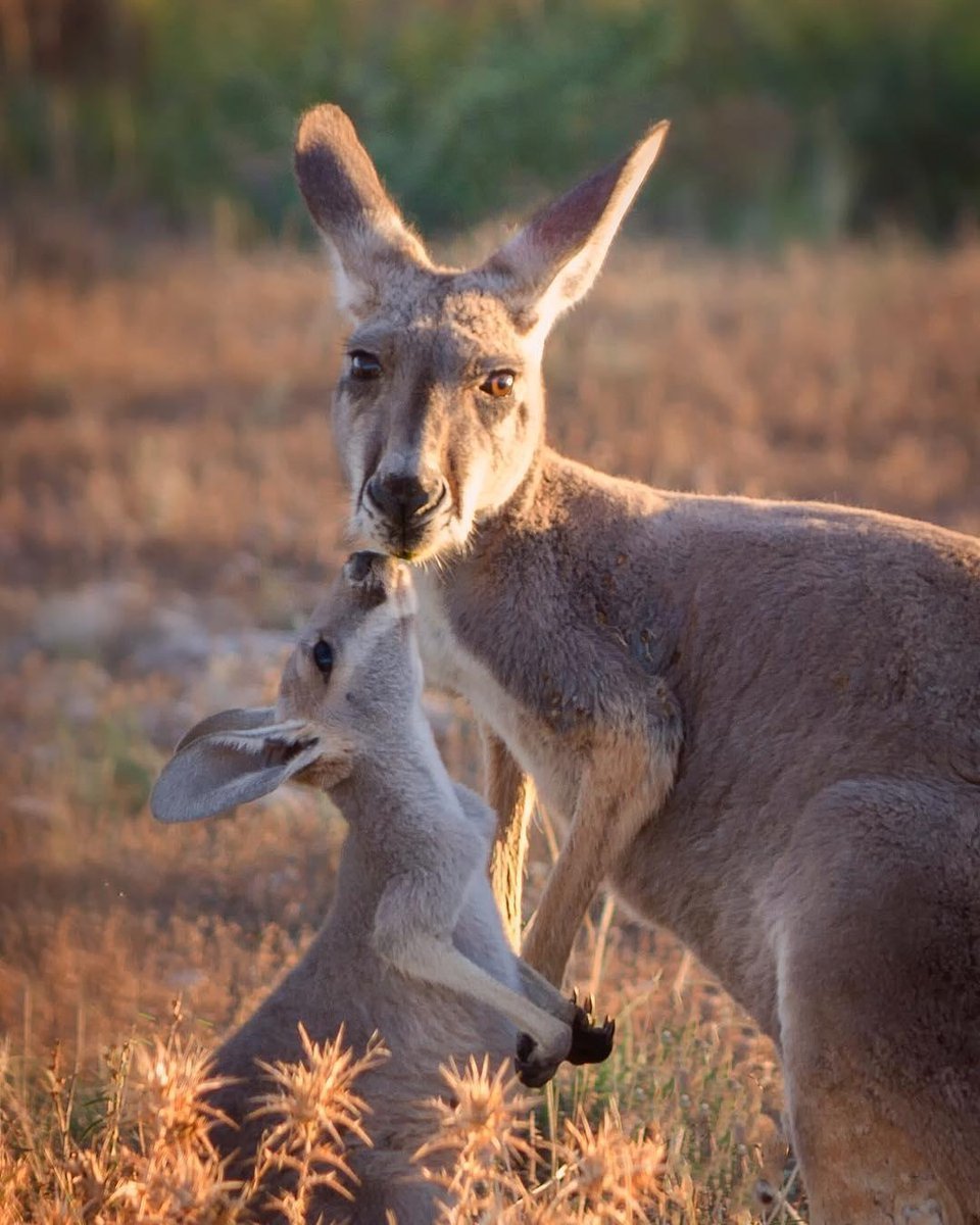 Кенгуру с кенгуренком