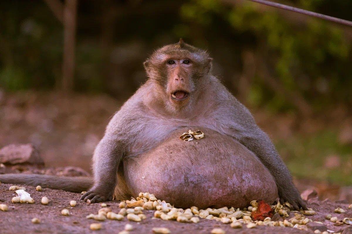 Огромная жирная обезьяна