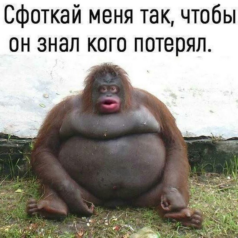 Грудь обезьяны