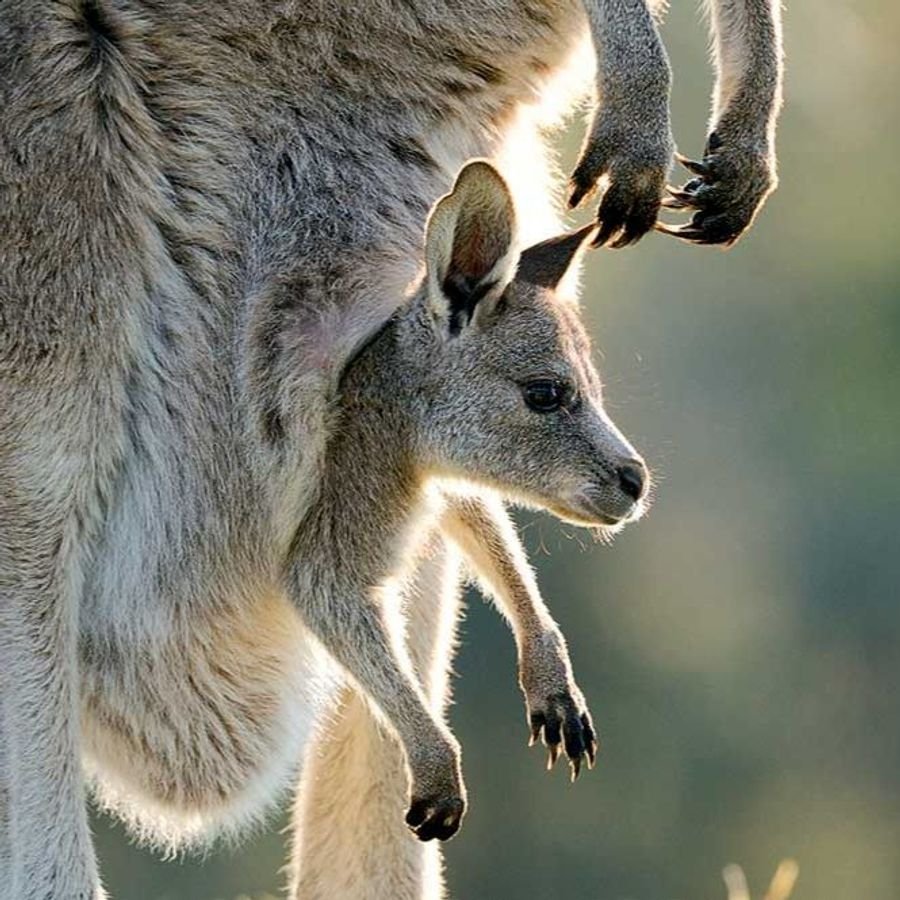 Сумчатые кенгуру