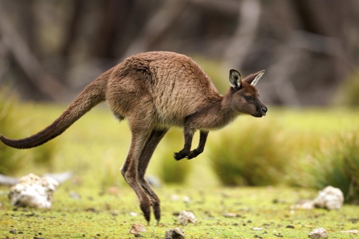 Животные жарких стран кенгуру