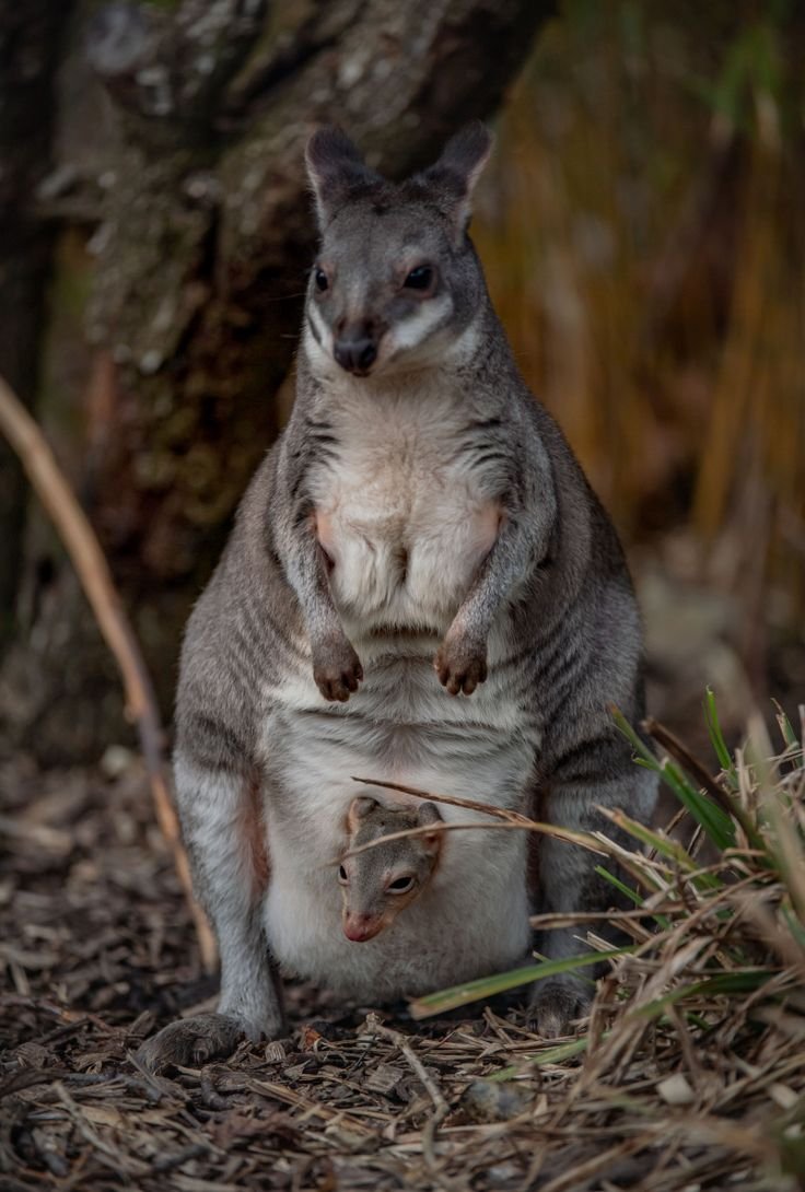 Сумчатые кенгуру