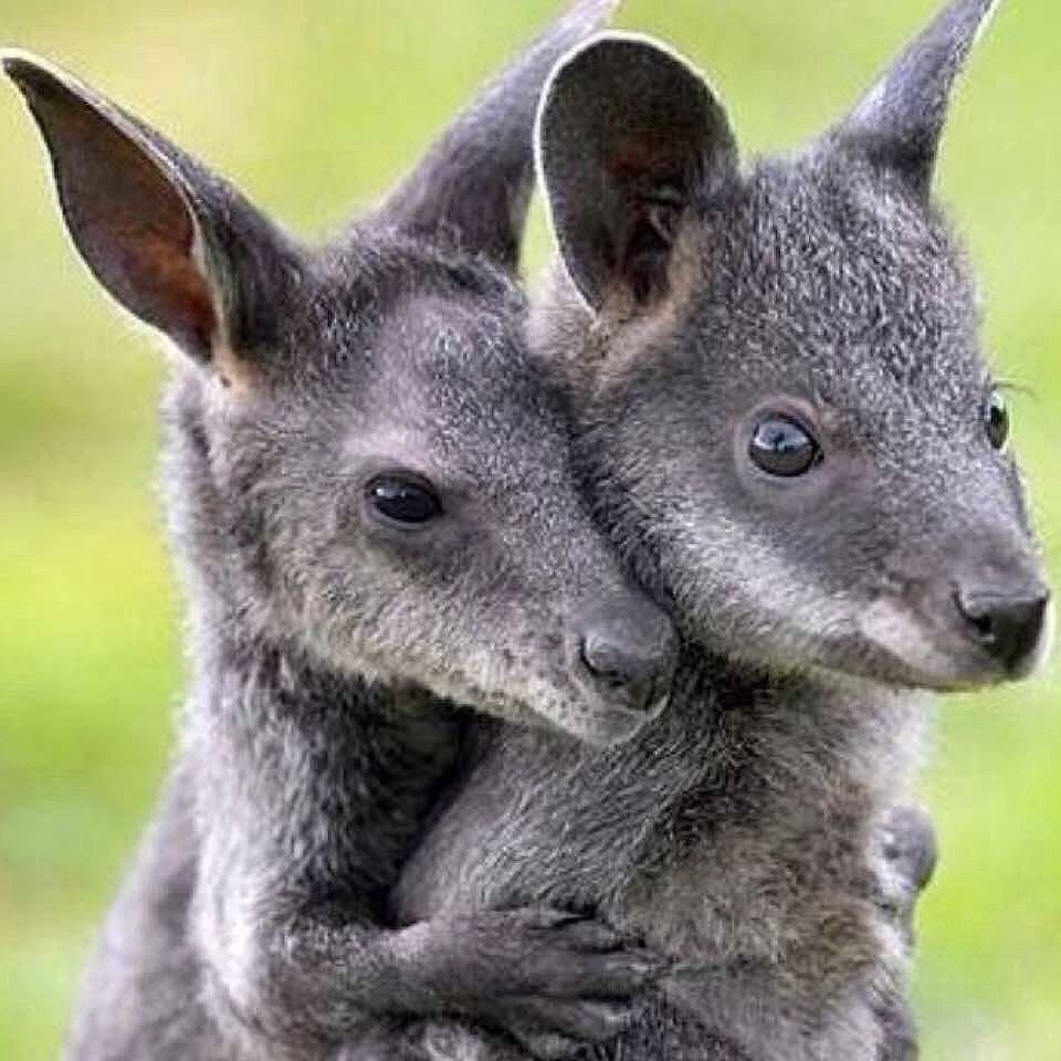 Валлаби покемон