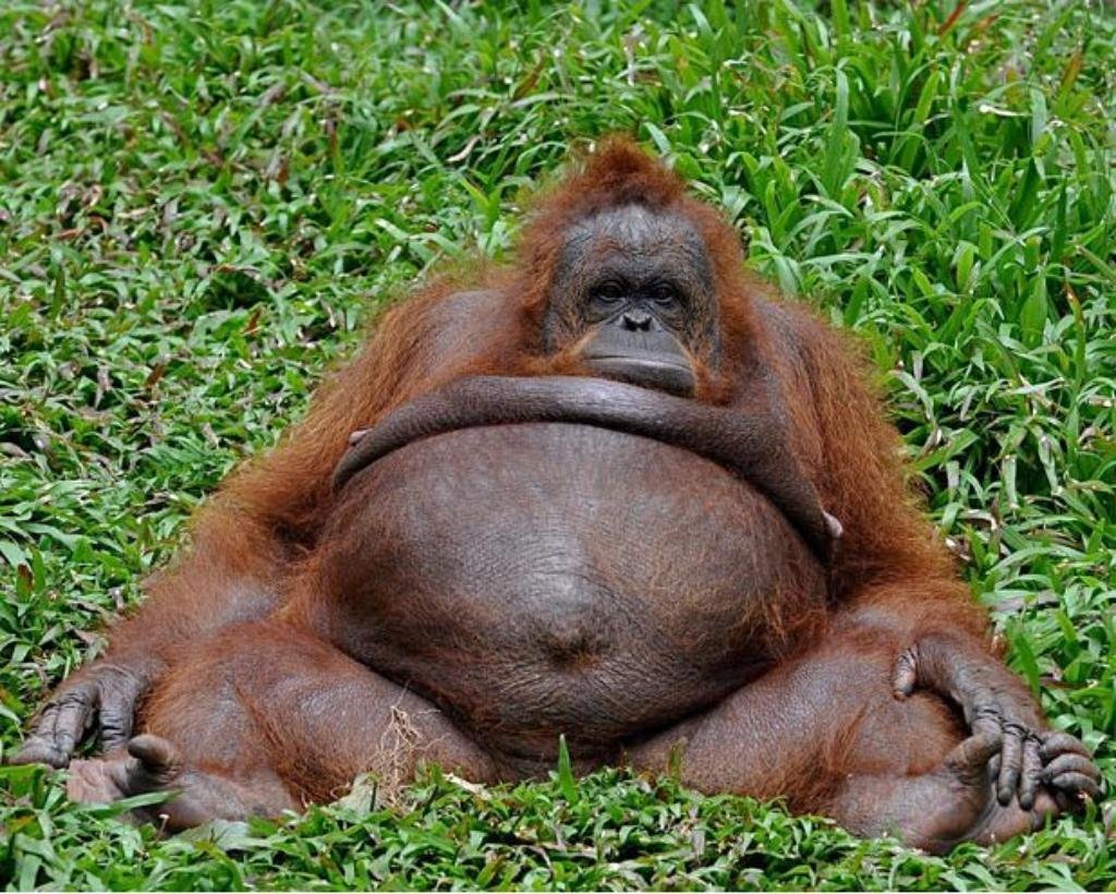 Обезьяна с яйцами