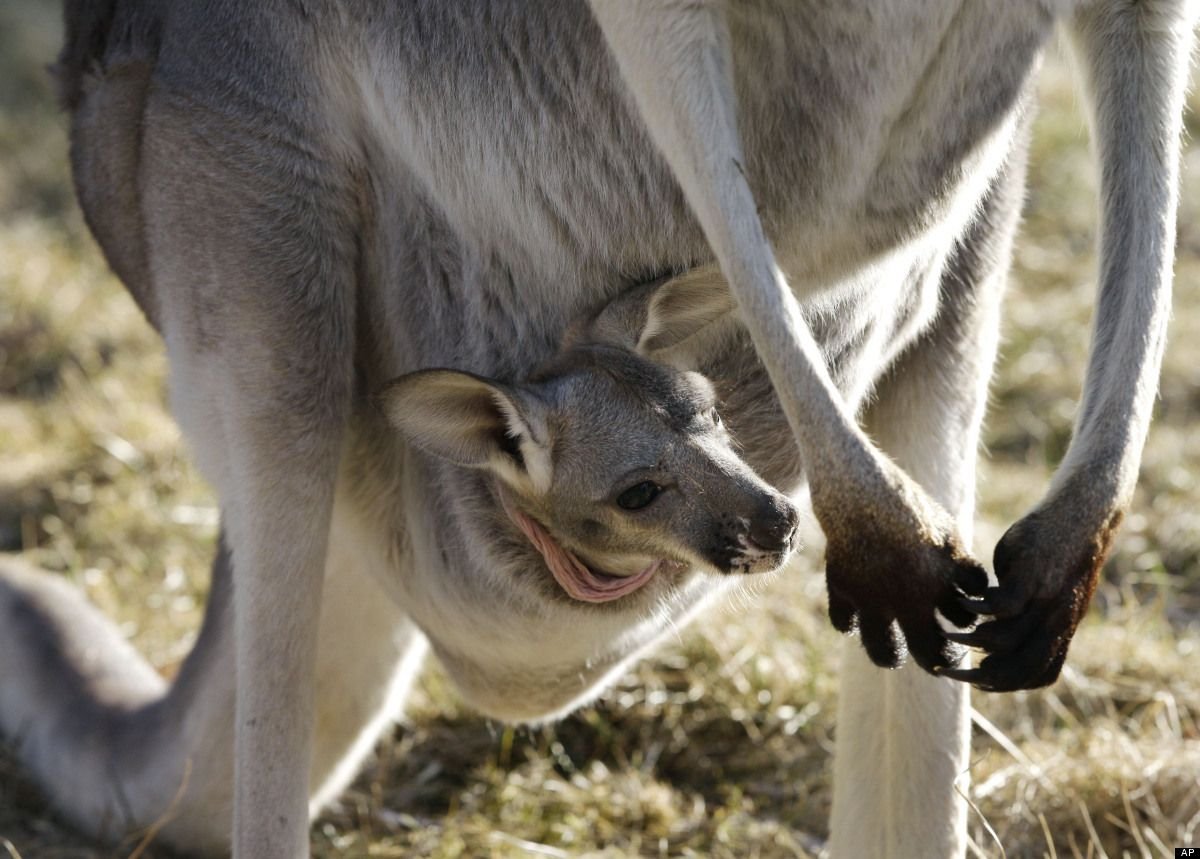 Строение сумки кенгуру