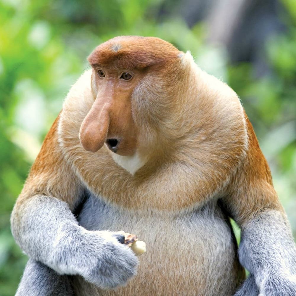 Обезьяна с длинными волосами