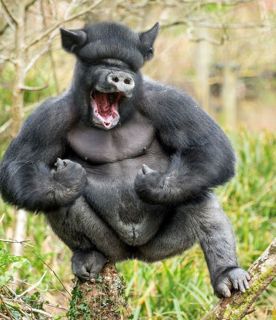 Орангутанг Ревун