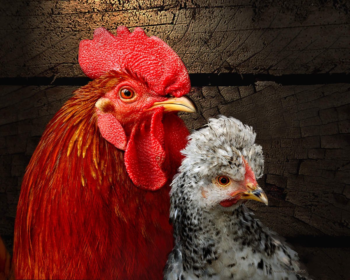 Красивые петухи и куры