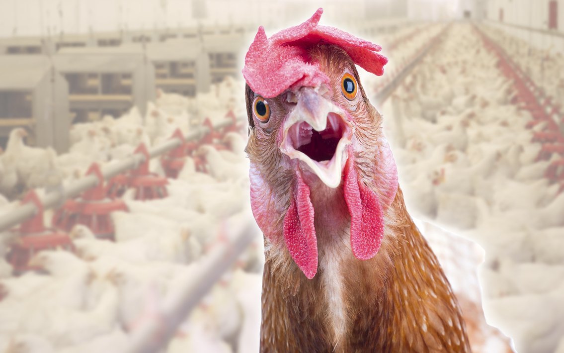 Петухи на птицефабрике