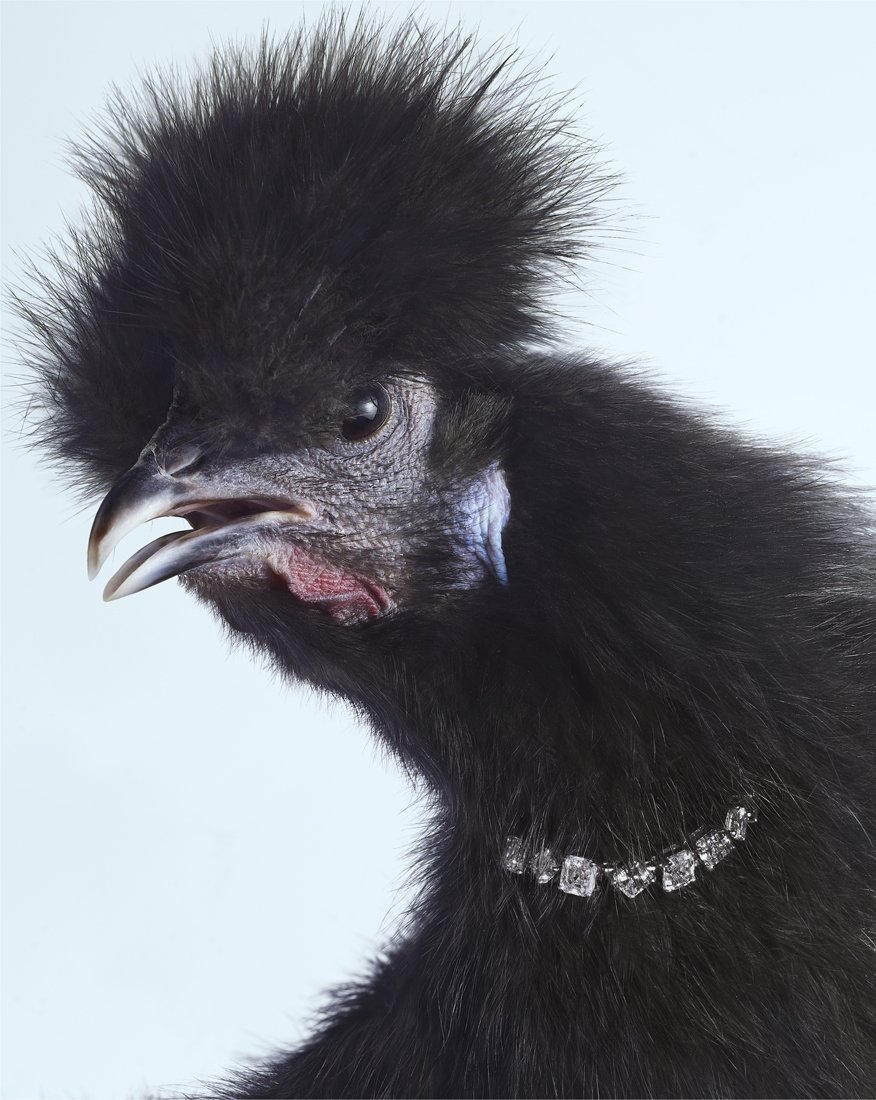 Курица с шевелюрой