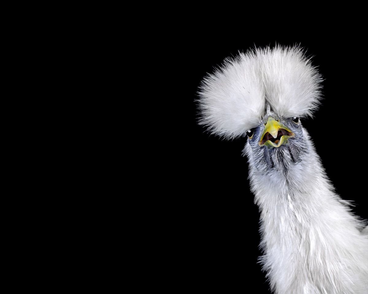 Птица с пушистой головой