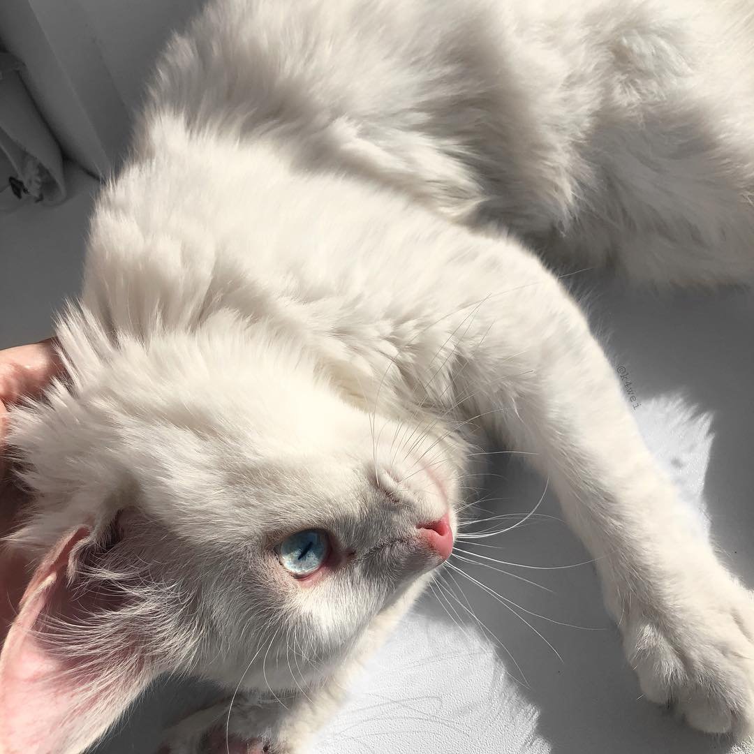 Милые котики Эстетика