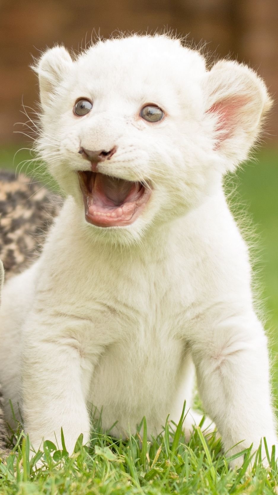 Дикие коты альбиносы