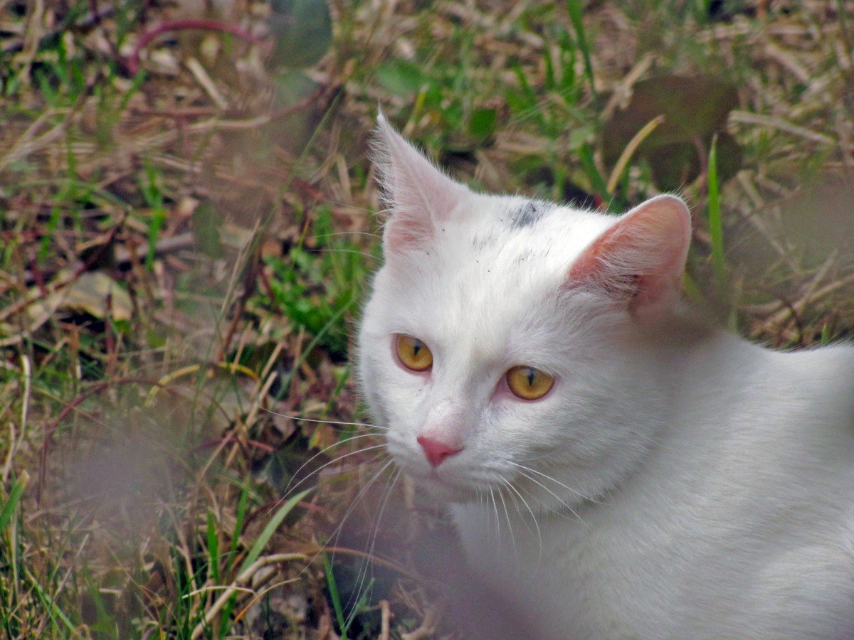 Кот британец альбинос