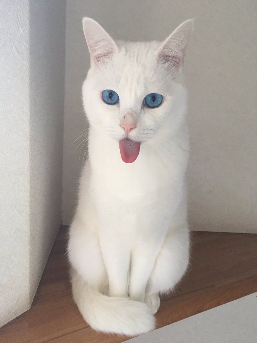 Кот породы альбинос