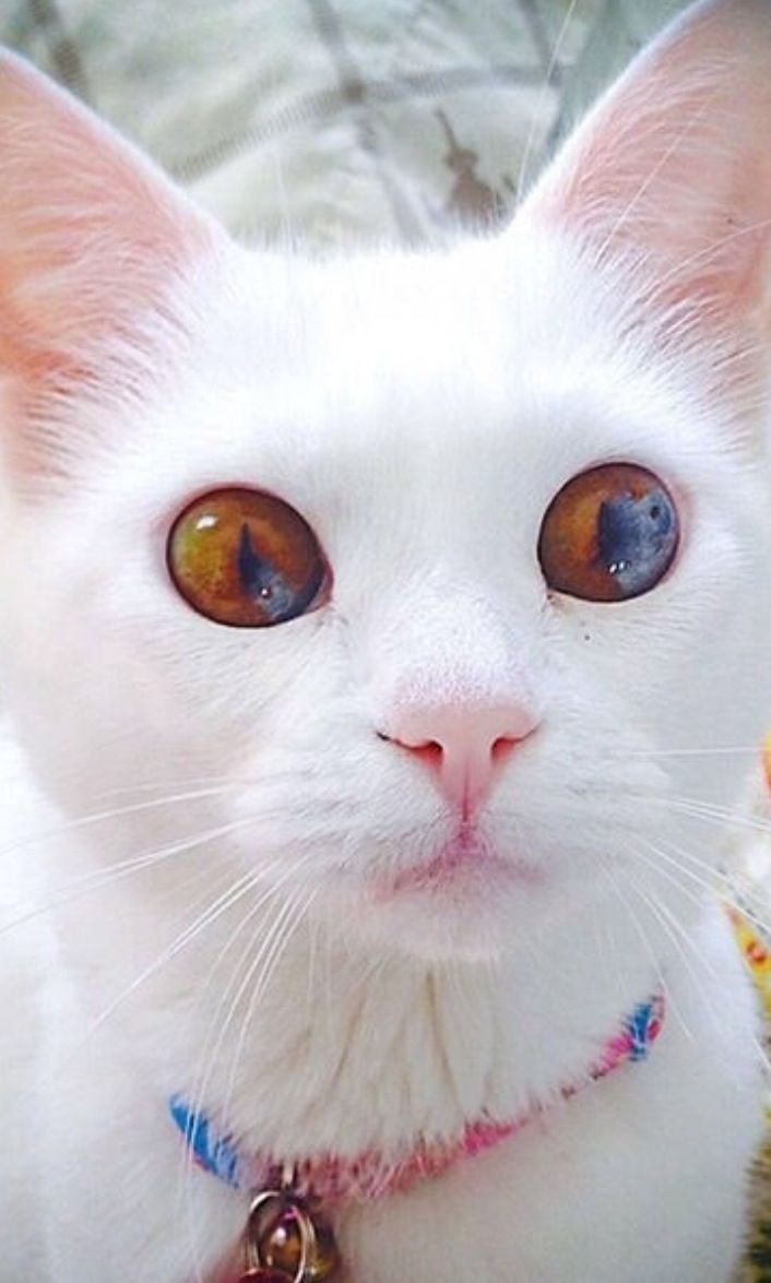 Сиамский кот альбинос