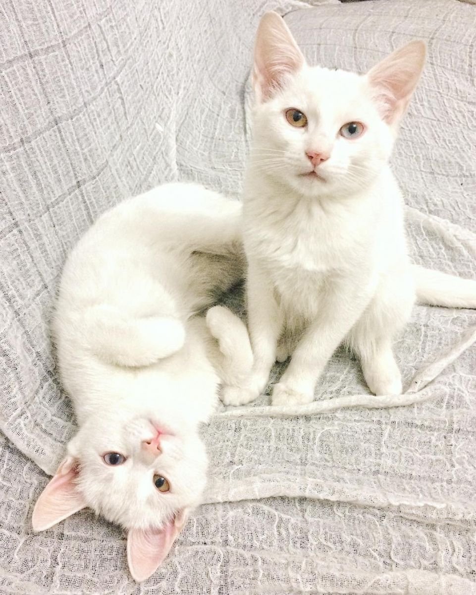 Ангорская кошка альбинос