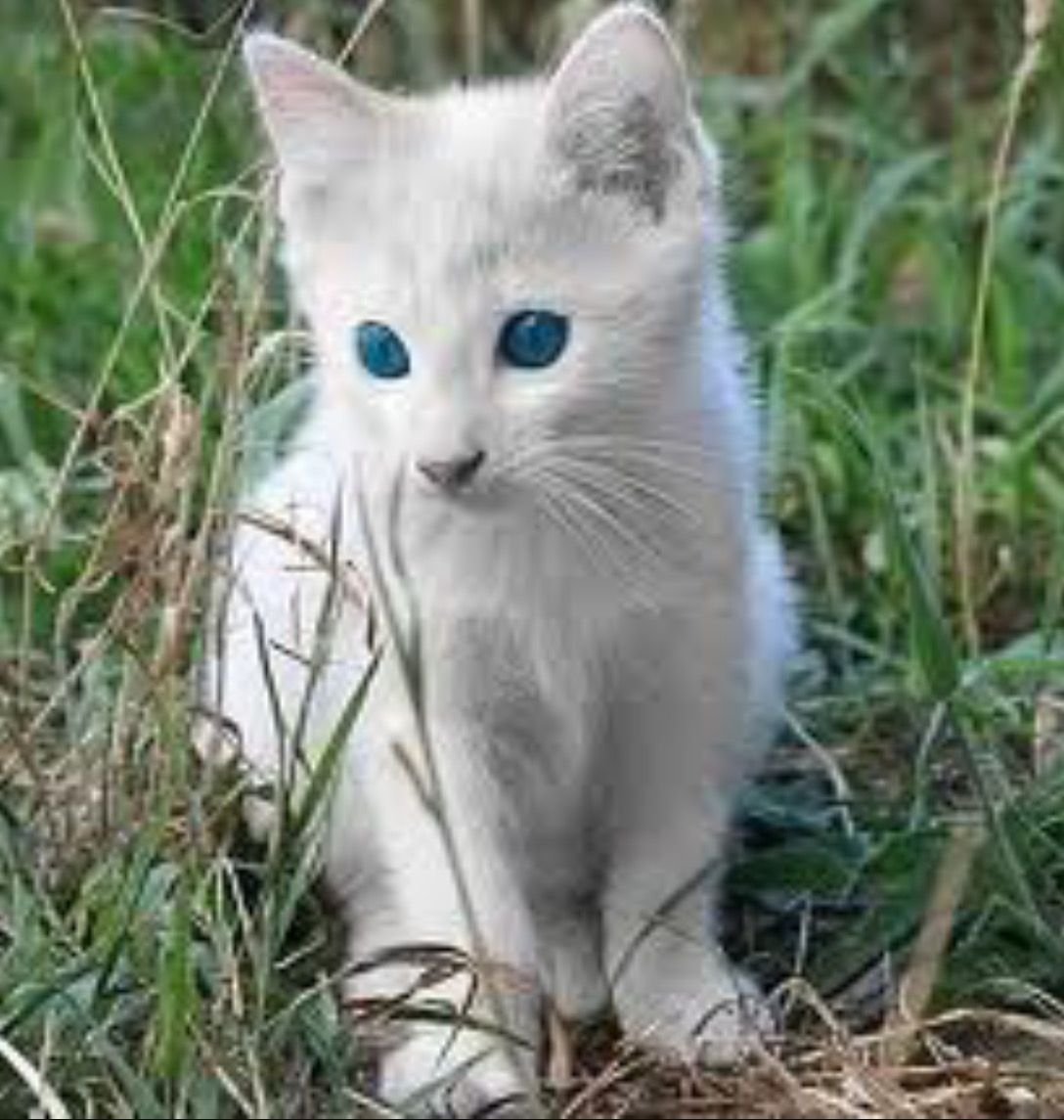 Сиамская кошка альбинос