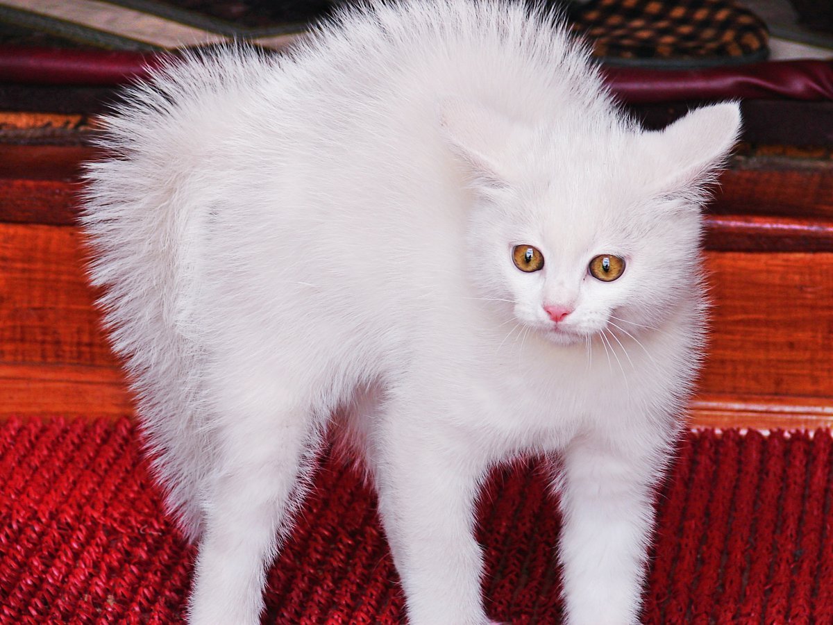 Сибирский альбинос кот