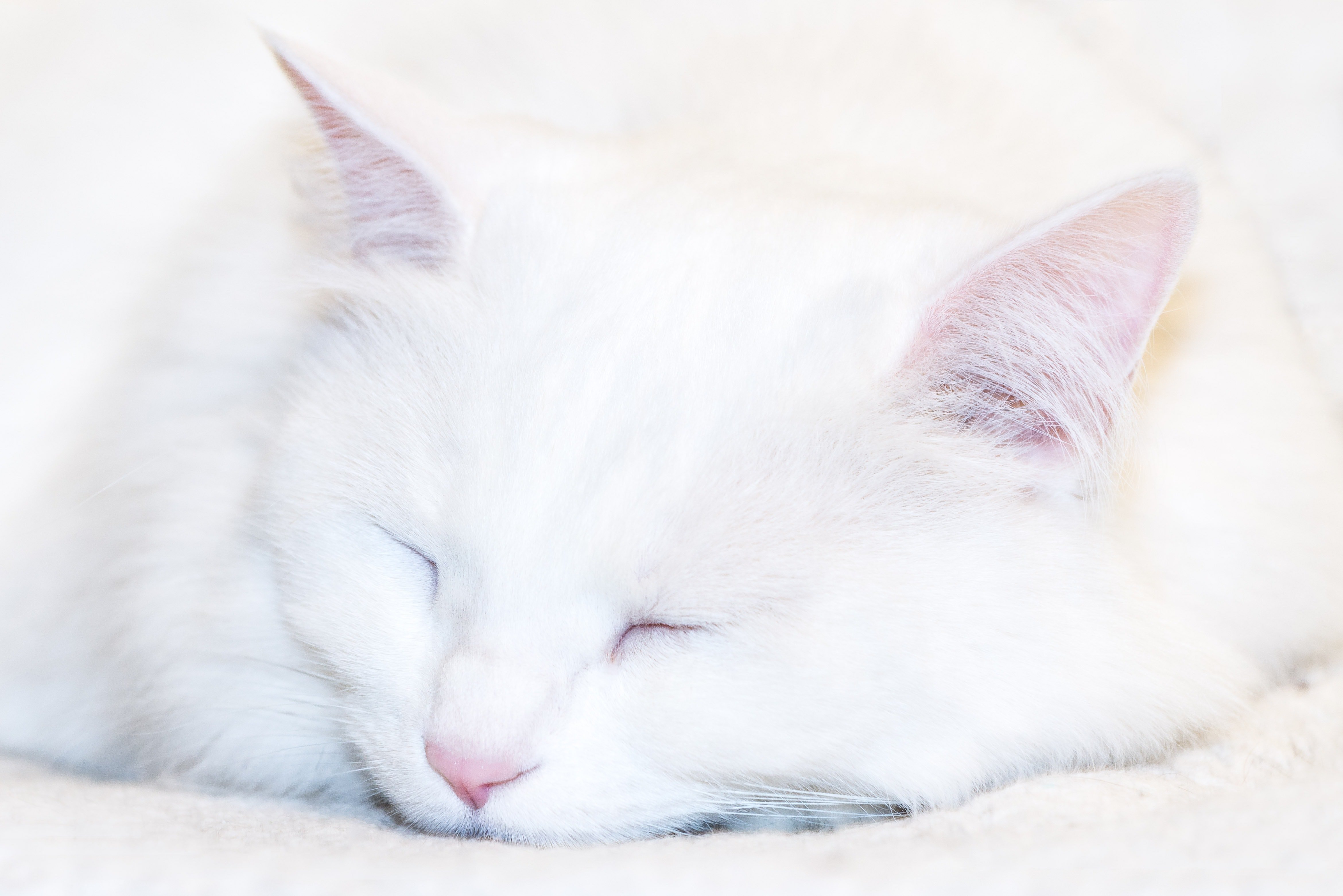 Музыка белая кошка. Турецкая ангора кошка. Кошка белая. Белый котенок. Красивая белая кошка.