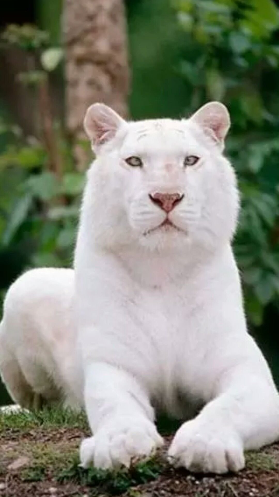 Дикие животные альбиносы. Пума альбинос. Рысь альбинос. Бенгальский тигр альбинос. Белая Пума альбинос.