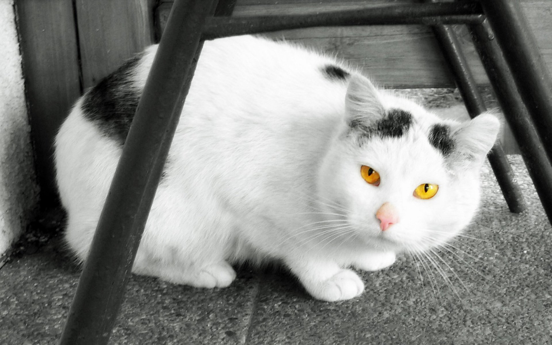 Музыка белая кошка. Сибирская биколор короткошерстная кошка. Белая кошка с черными пятнами. Черно белая кошка. Чёрно белая кошка с жёлтыми глазами.