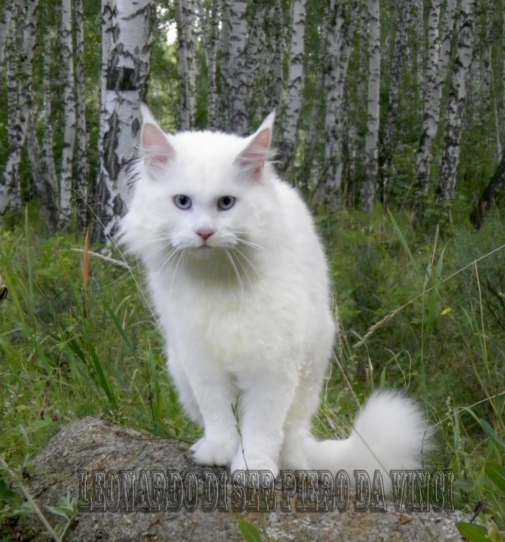 Британская кошка альбинос