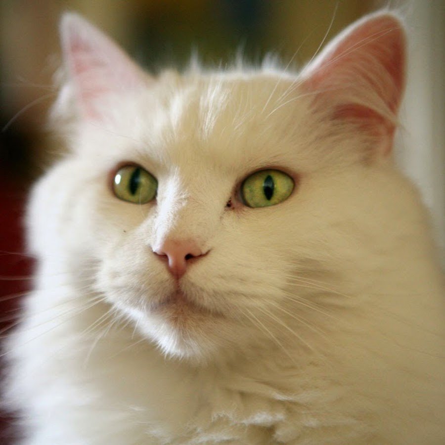 Сибирская кошка альбинос