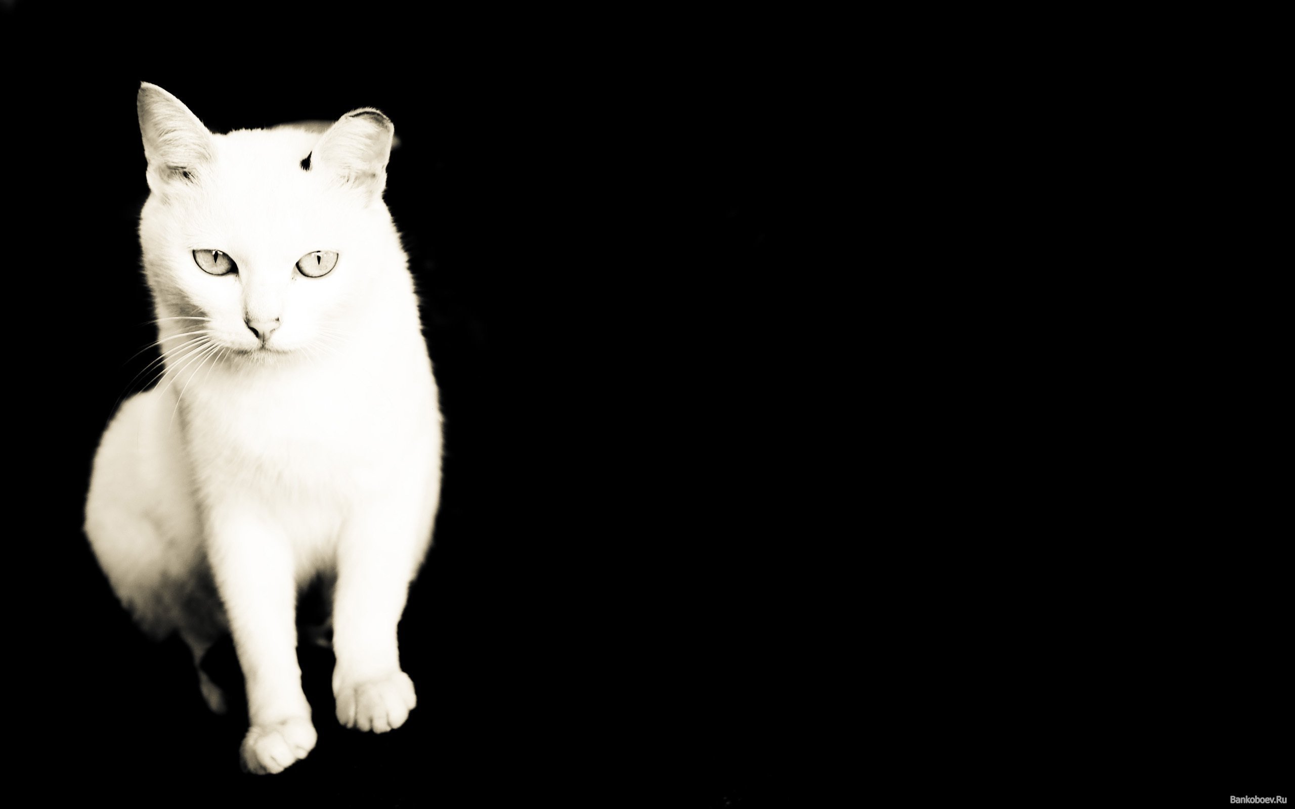Музыка белая кошка. Кот на черном фоне. Белые коты. Черно белая кошка. Черный кот на белом фоне.