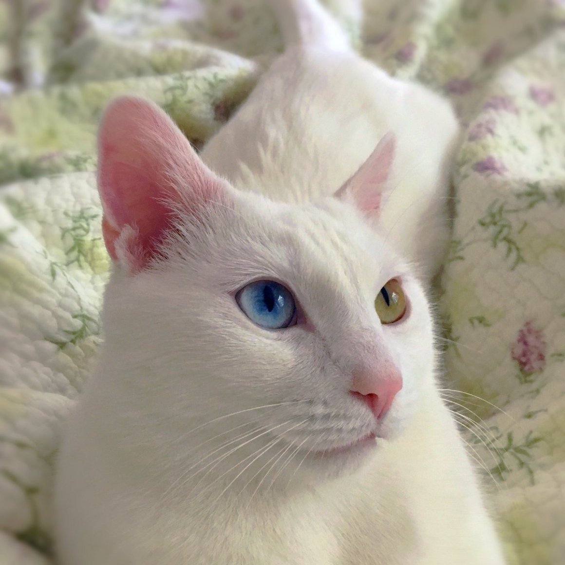 Белый кот порода као мани