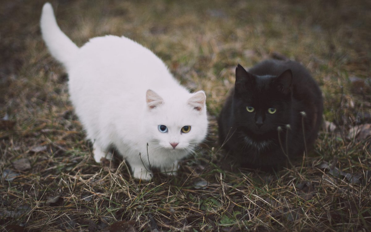 Кошка черная с белым