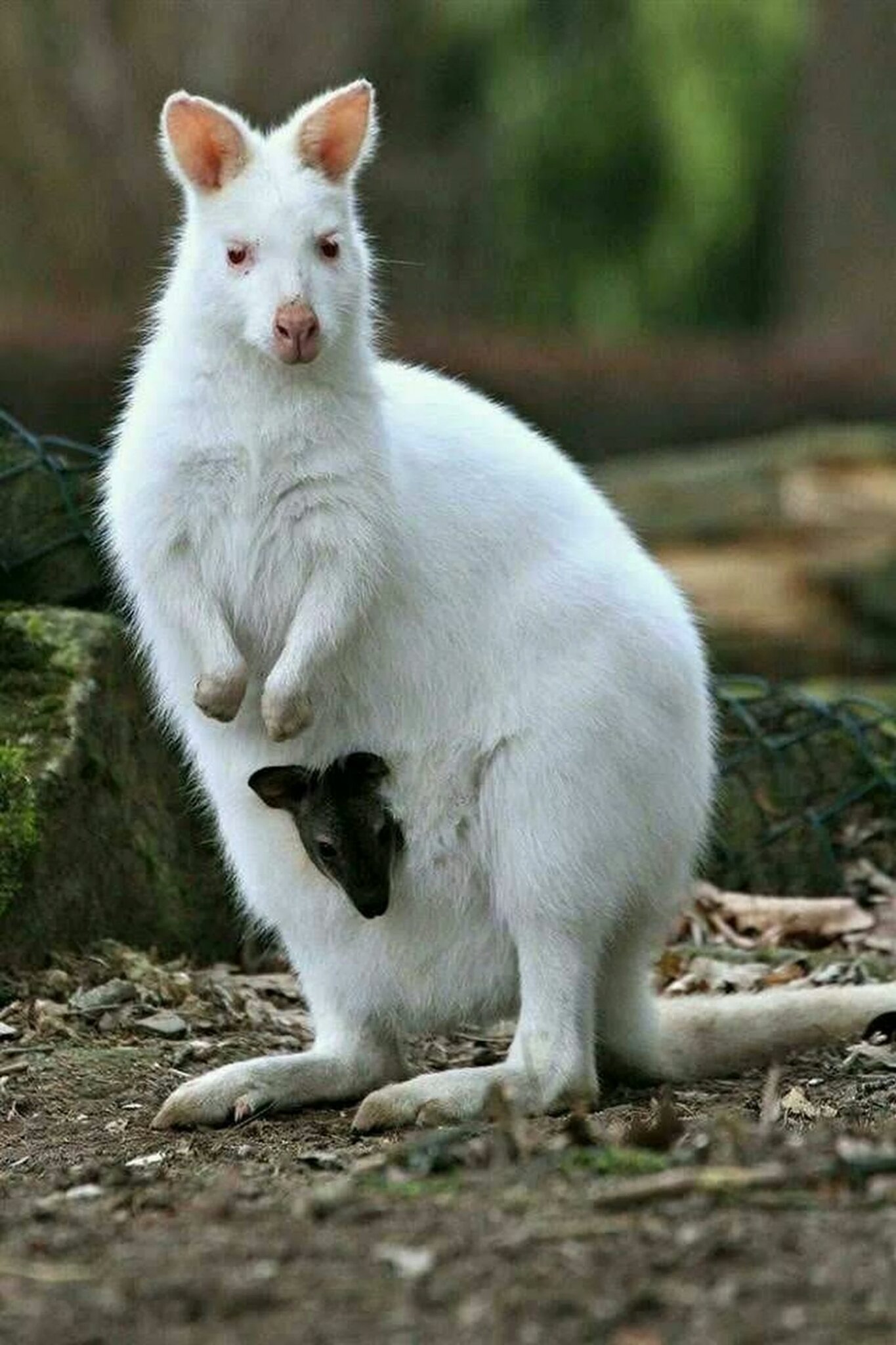 В дикой природе мыши с альбинизмом. Валлаби альбинос. Кенгуру альбинос. Кенгуренок альбинос.